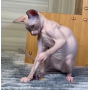 オンライン見学